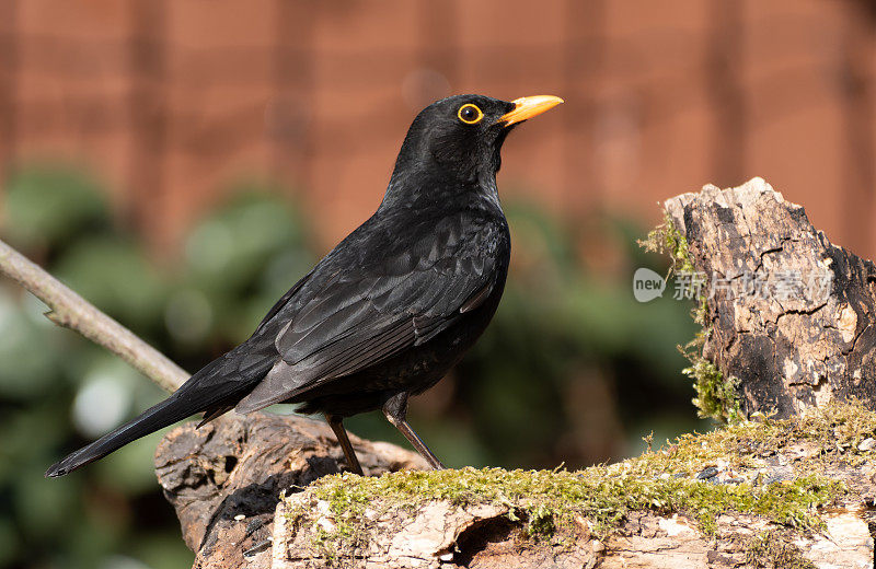 黑鸟（Turdus merula）